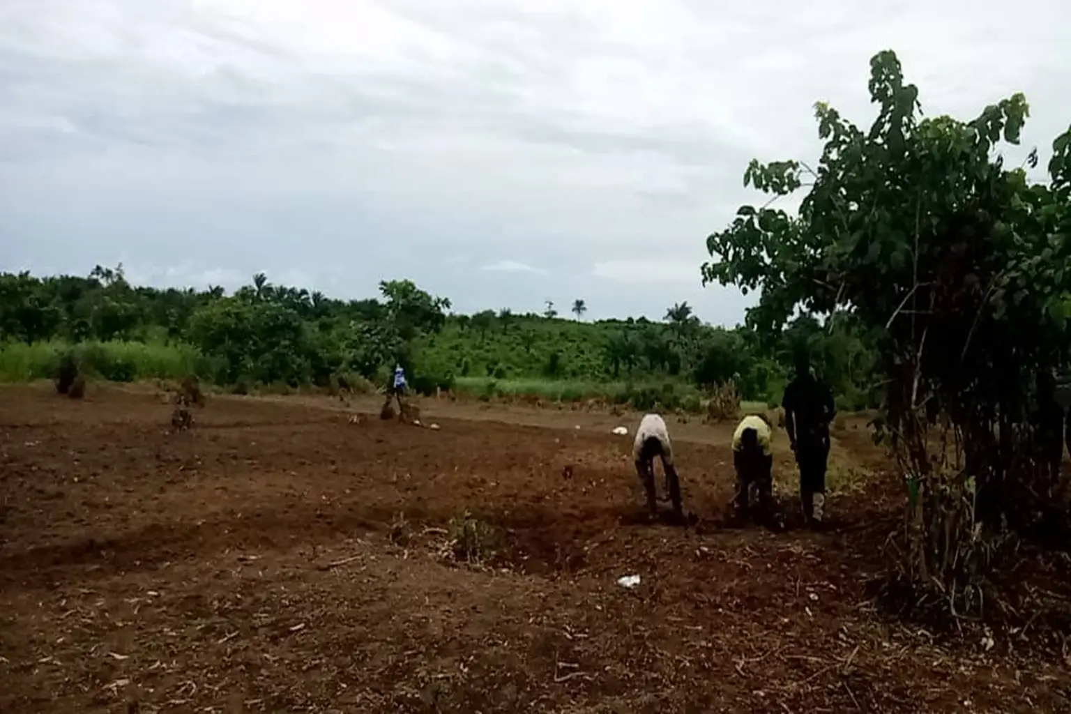 groundnut planting